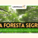 foresta segreta