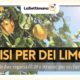 limoni