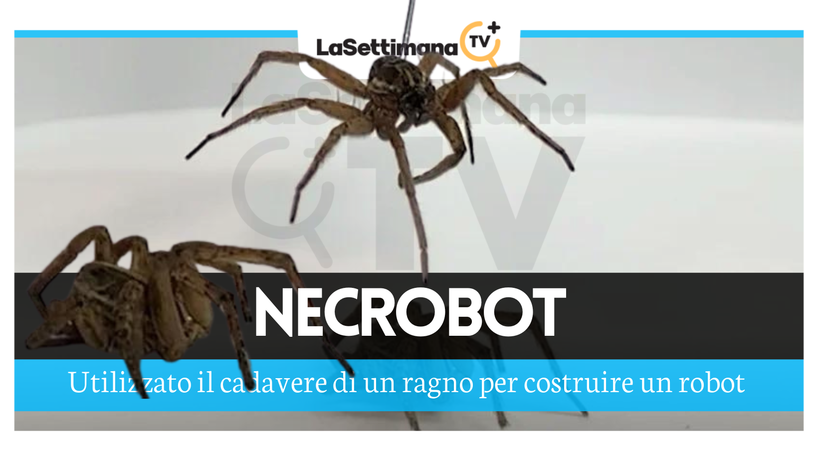 necrobot