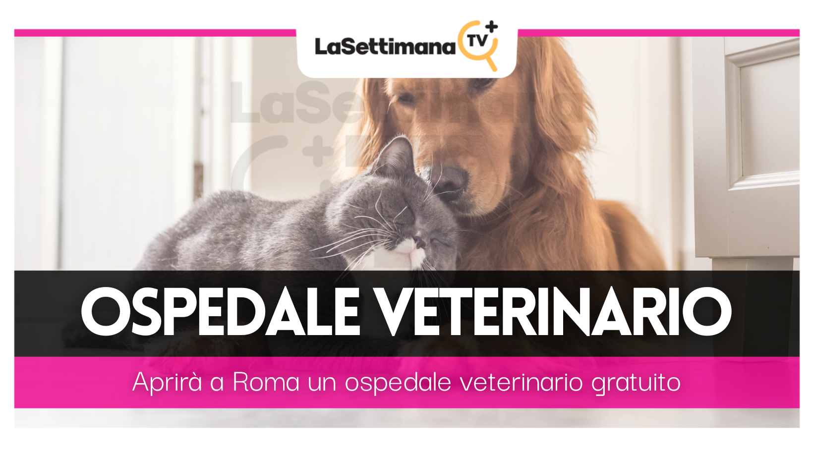 ospedale veterinario