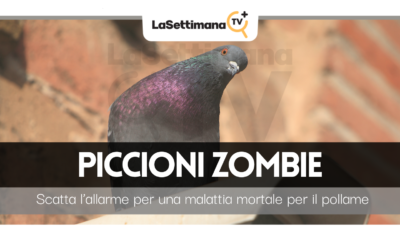 piccioni zombie