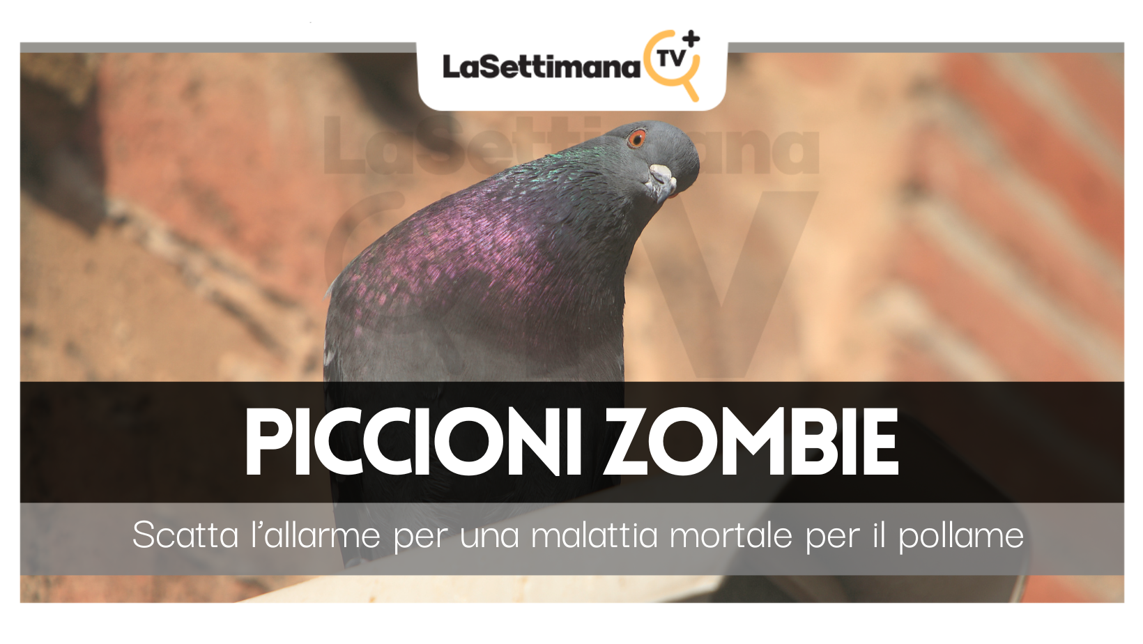 piccioni zombie