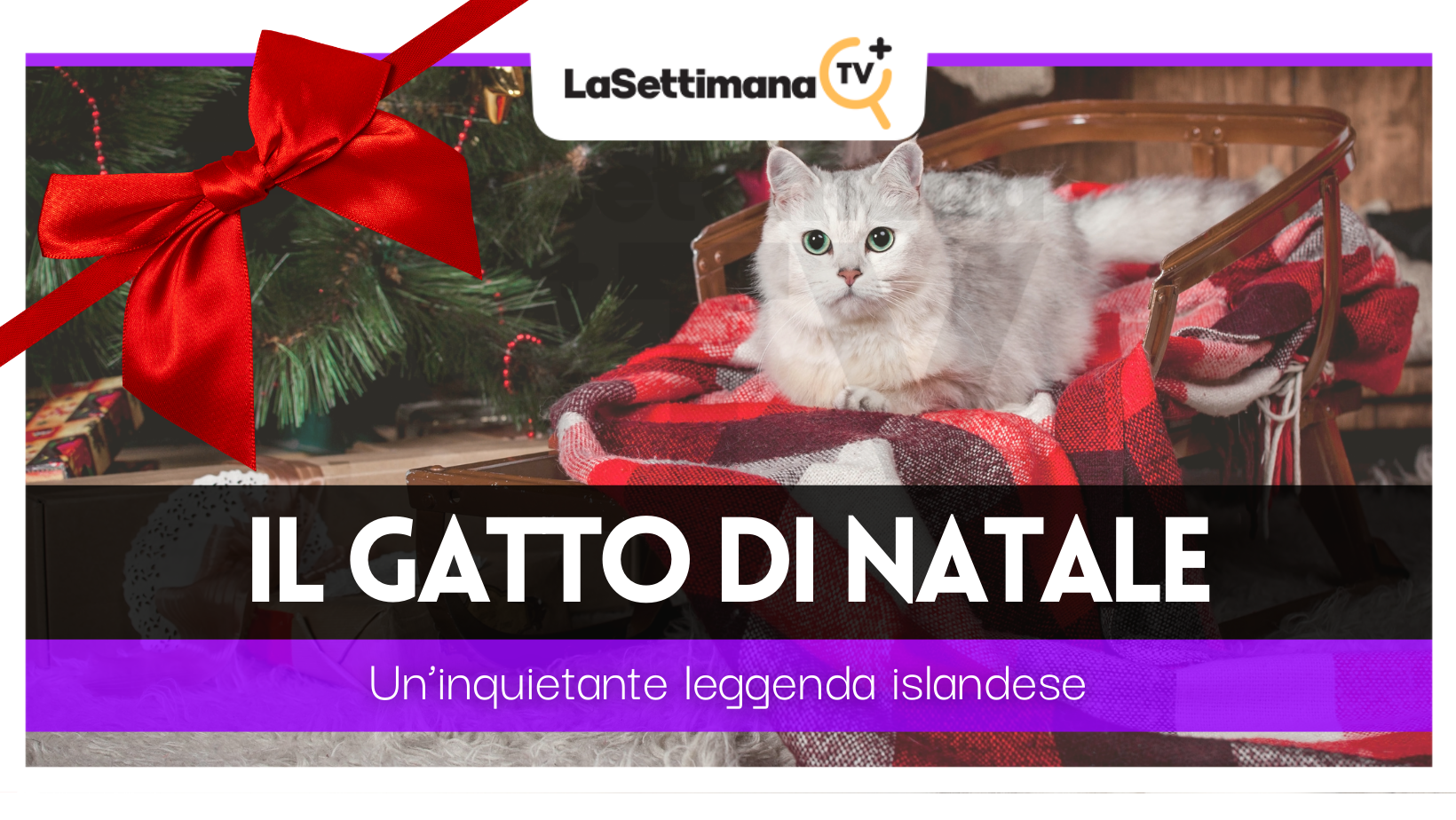 gatto natale