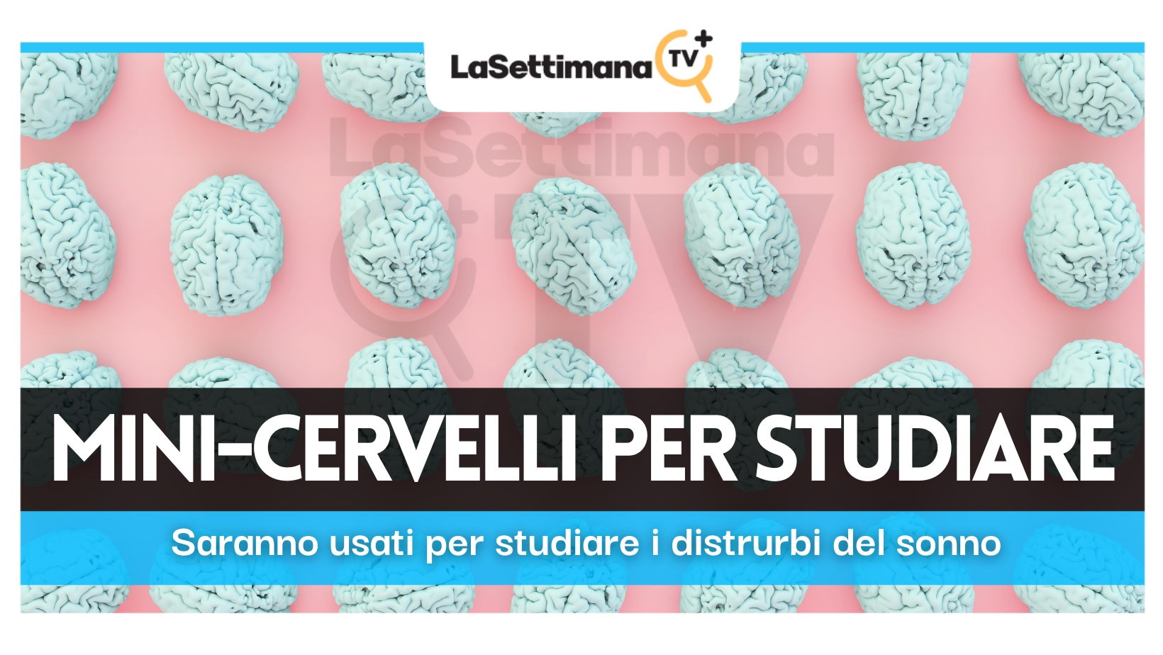 Mini-cervelli