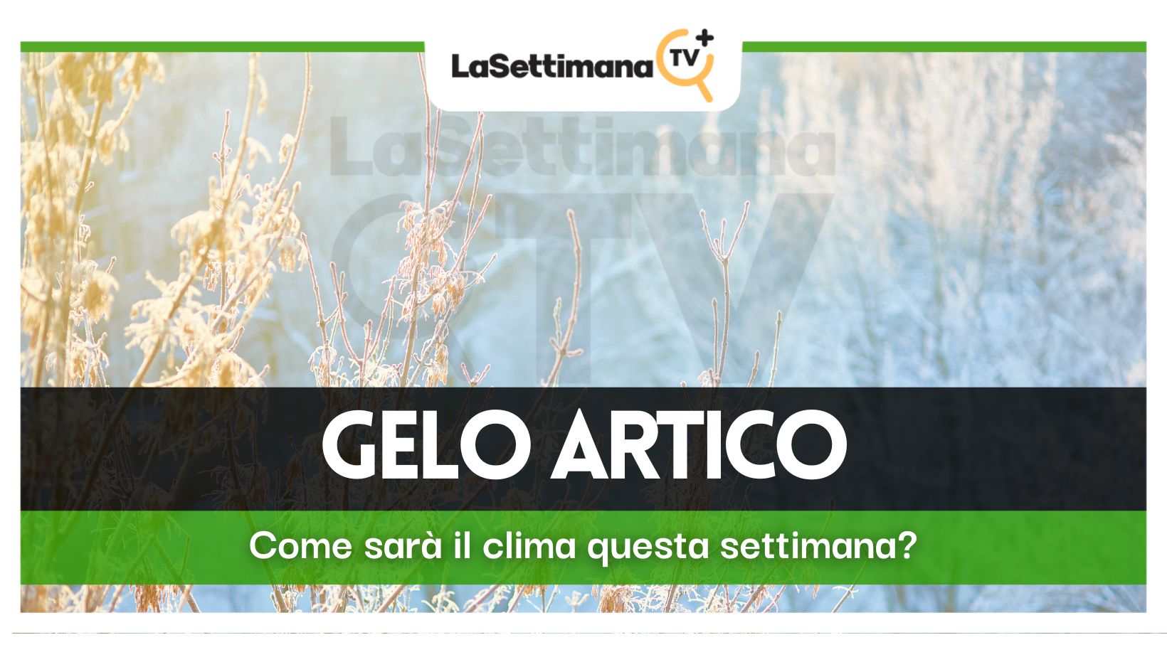 Gelo artico