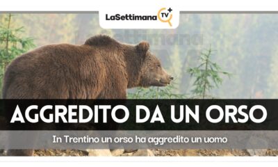 orso