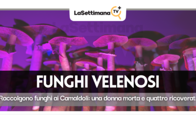 Funghi