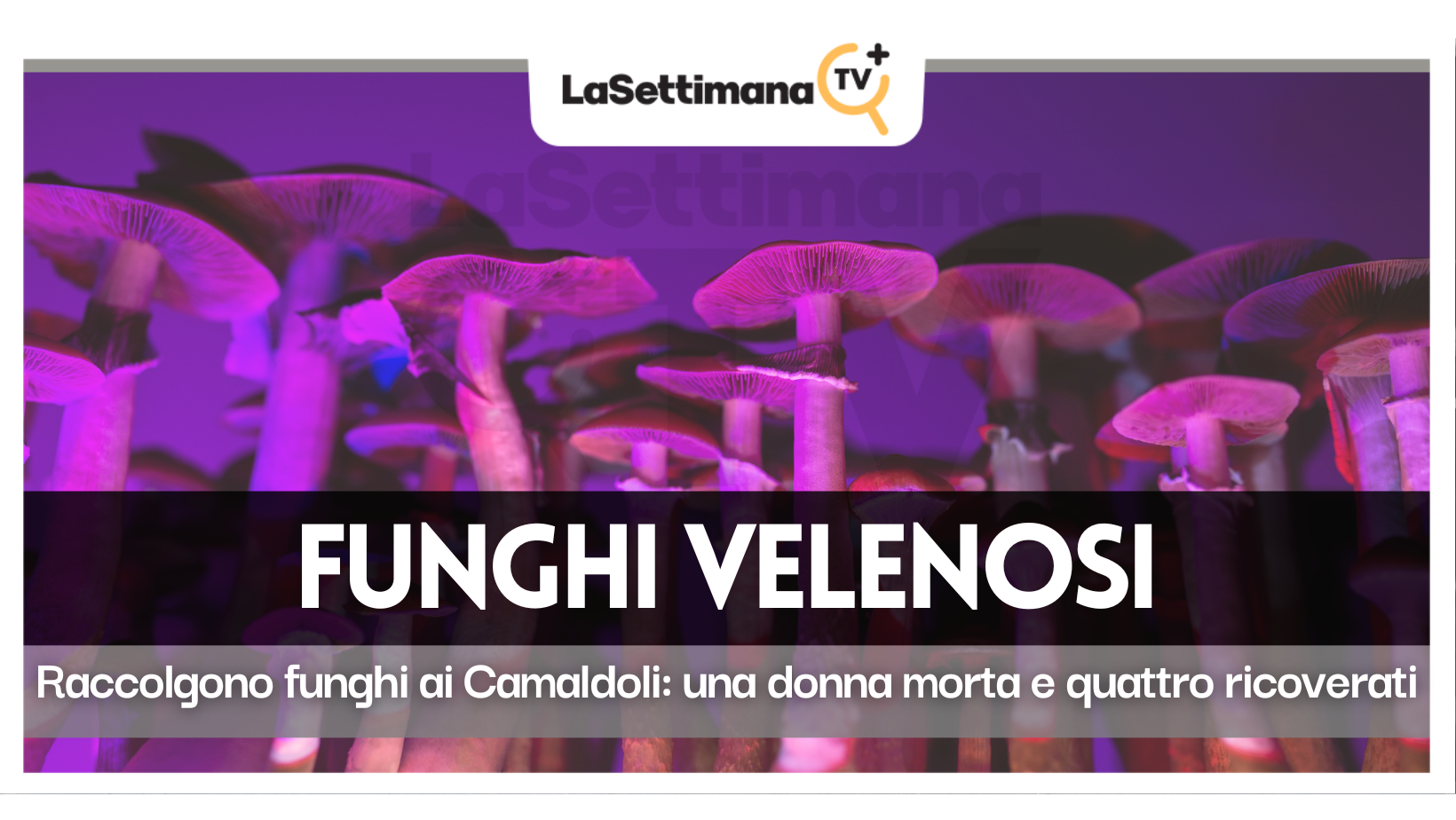 Funghi