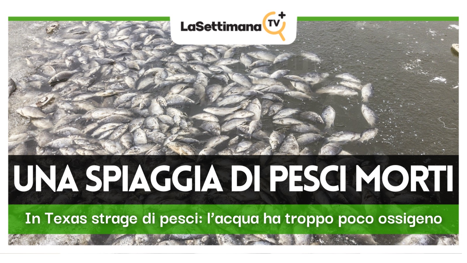 pesci morti