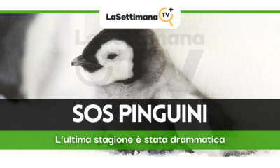 pinguini