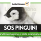 pinguini