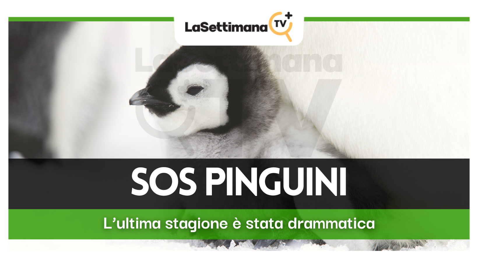 pinguini