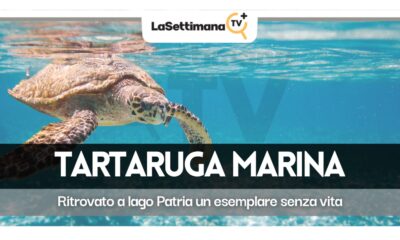 tartarughe marine