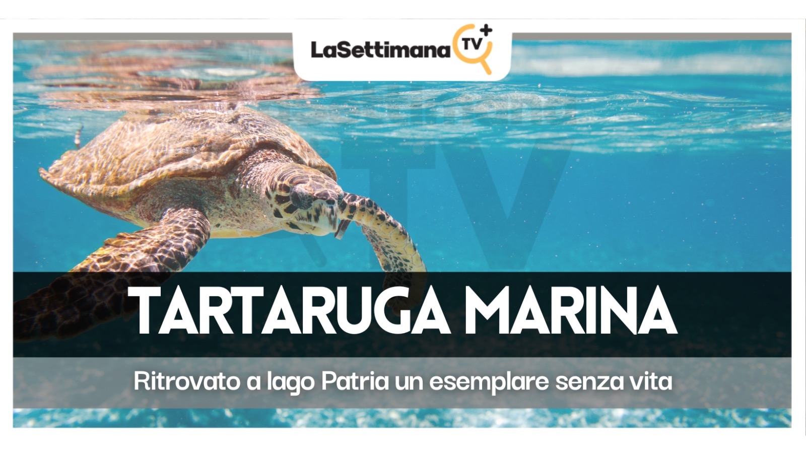 tartarughe marine