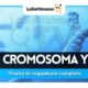 Scoperto il cromosoma Y