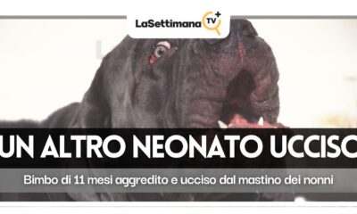mastino