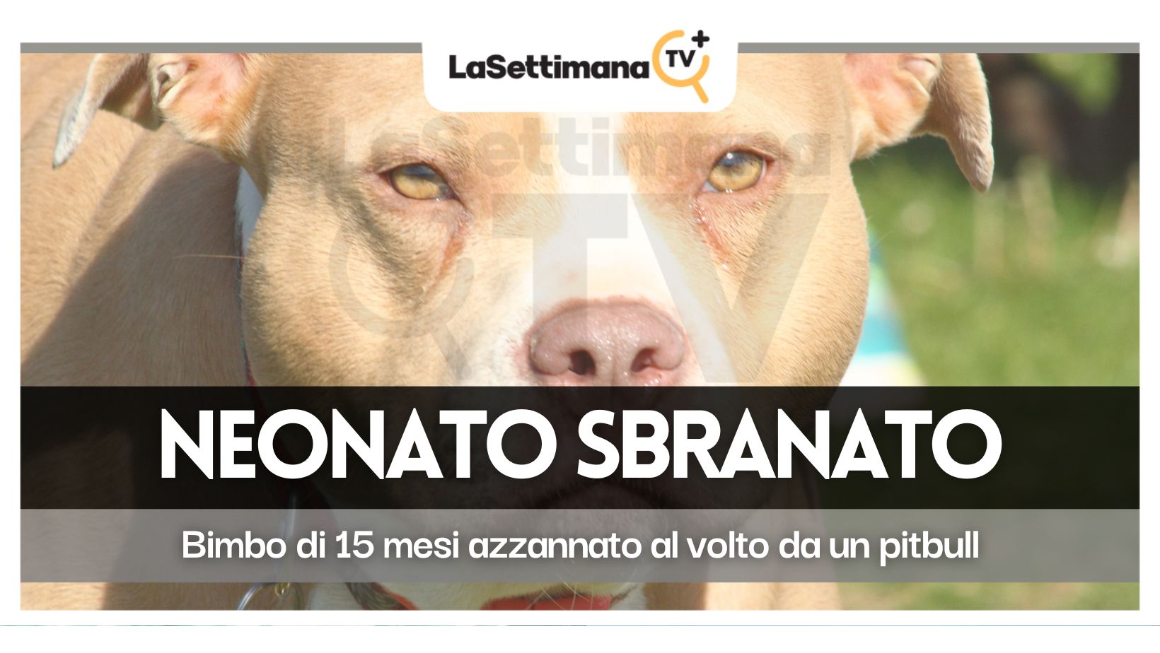 pitbull