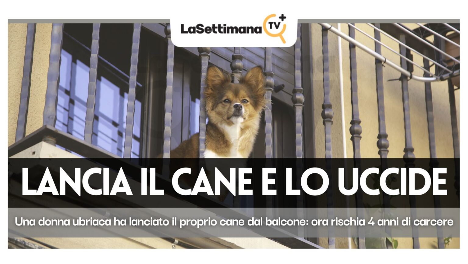 lancia il cane